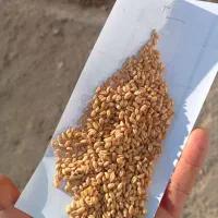 خریدار گندم جو و حبوبات