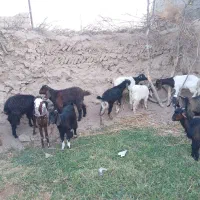 بزغاله ماده|حیوانات مزرعه|رضویه, |دیوار