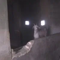بز پازن کهره