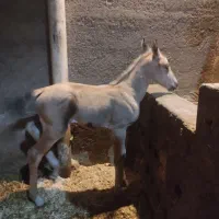 مادیان ترکی شکم طلا