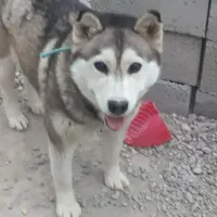 گمشده سربالایی سهند