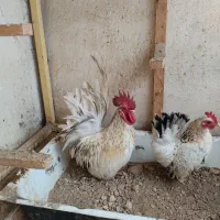 خروس جاپنیز مینیاتوری