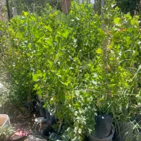 صنوبر تبریزی قد ۱۲۰ به بالا فقط ۴۵