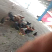 فروش خروس و مرغ تخم گذار
