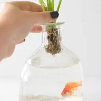 تنگ ماهی و درخچه و سنگ برای عید