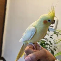 عروس هلندی پاریس ملنگو مرغ مینا طوطی