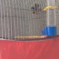 پرنده|پرنده|گرگان, |دیوار