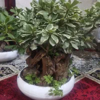 بونسای ابلغ خارجی