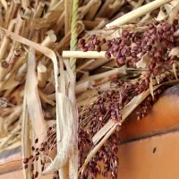 فروش جارو|لوازم نظافت|آشخانه, |دیوار