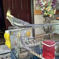 عروس هلندی یک جفت مولد ودستی باقفس