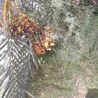 پاجوش نخل / نهال نخل|گل و گیاه طبیعی|رودان, |دیوار