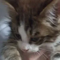 واگذاری دو بچه گربه حدودا سه ماهه|گربه|نوشهر, |دیوار