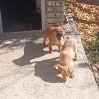 سگ فانتزی|سگ|نیاسر, |دیوار