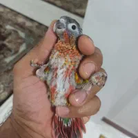 جوجه گرینچیک