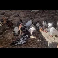 معاوضه تعداد کبوتر طوقی پلاکی سینه ای و ارشینگل