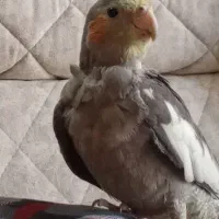 گمشده عروس هلندی