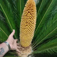 برگ سیکاس|گل و گیاه طبیعی|رشت, بلوار گیلان|دیوار