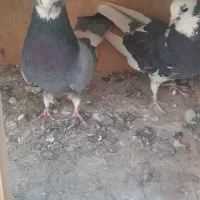 کفتر پرشی|پرنده|شهریار, اسد‌آباد|دیوار