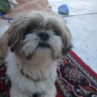 سگ پاکوتا نژاد شیتزو|سگ|تبریز, |دیوار