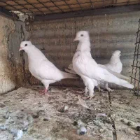 کفتر ۳تا جوجه|پرنده|ری, سرتخت|دیوار