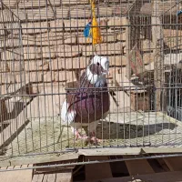 طوق سرخ|پرنده|طسوج, |دیوار