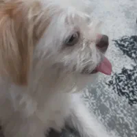 سگ شیتزو شناسنامه دار|سگ|قزوین, |دیوار