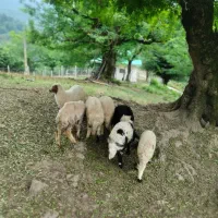 گوسفند زنده بره کوچک