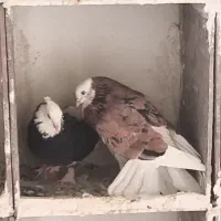یجف ابلاغ به ضمانت