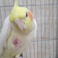 عروس هلندی