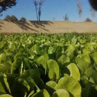 نهال کاهو پیچ اصل متری 450هزارتومان