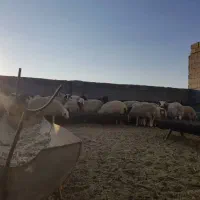 فروش ۵۰ راس بره چاق ۳۰ تا ۴۵کیلوگرم|حیوانات مزرعه|سیرجان, |دیوار