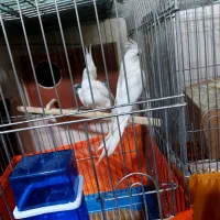 عروس هلندی البینو و لوتینو