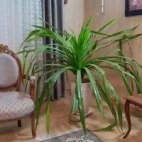 فروش گل عنکبوتی بزرگ