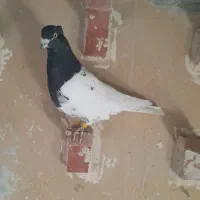 کفترسرسیاه