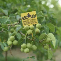 فروش نهال گردو ژنوتیپ|خدمات باغبانی و درختکاری|ایلام, |دیوار