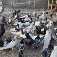 کبوتر زمینی نقش و هوایی