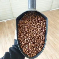 فروش عمده دان قهوه