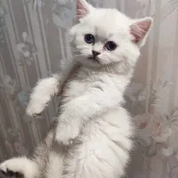 گربه بریتیش ماده|گربه|شیراز, فرهنگ شهر|دیوار