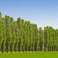 عرضه نهال صنوبر نیگرا رقم تجاری و اقتصادی