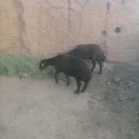 2عدد میش جوان زاییده افشاری اصل