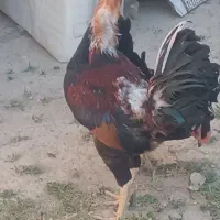 خروس