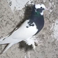 دو عدد طوقی ماده کوار|پرنده|شیراز, بازار|دیوار