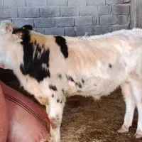 دوراس گوساله نر سیمینتال و آمریکایی اصیل