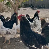 مرغ و خروس گلین|حیوانات مزرعه|پاکدشت, پاکدشت (مامازند)|دیوار