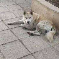 واگذاری سگ نگهبان تعلیم دیده