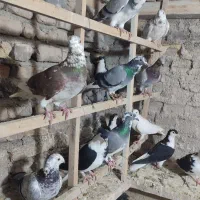 رنگه همه باهم دونه 500