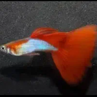 ماهی گوپی،گیاه اکواریومی،سنگ دکور