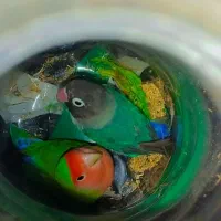 کوتوله برزیلی مولد