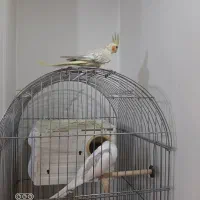 عروس هلندی ماده|پرنده|تهران, دستغیب|دیوار