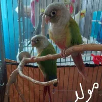 طوطی گیرینچیک مولد